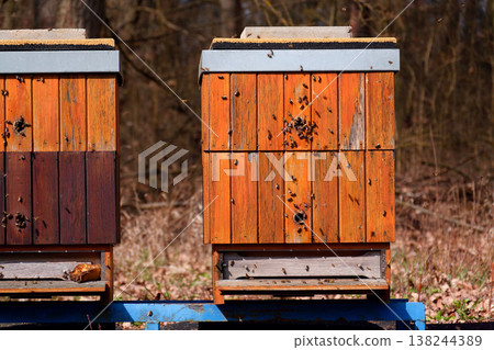 Lots of bees flying into two wooden hives on a sunny day, trees forest background, colony collapse disorder concept 138244389