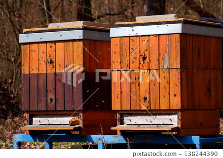 Lots of bees flying into two wooden hives on a sunny day, trees forest background, colony collapse disorder concept Lots of bees flying into two wooden hives on a sunny day, trees forest background, colony collapse disorder concept 138244390