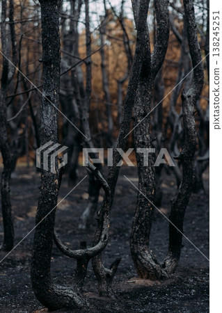 dark forest panorama with trees in fog 138245251
