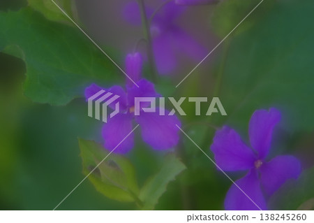 大花紫羅蘭 大花紫羅蘭 138245260
