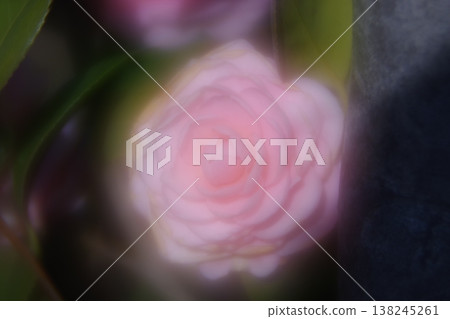 Maiden camellia in full bloom Maiden camellia in full bloom 138245261