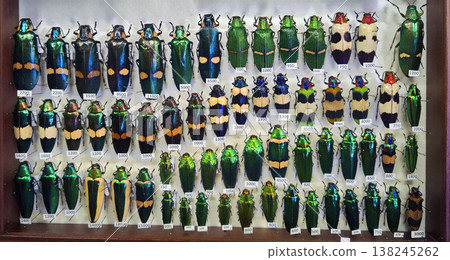 A collection of jewel beetles is arranged on a display board. Different species can be seen in rows with labels noting their identification numbers. 138245262