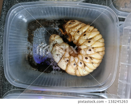 peanut, bug, alligator, Fulgora, insect, wildlife, png, laternatia, isolated, entomology, nature, biology, wings, patterns, transparent, isolation, anatomy, structure, body, species, tropical, habitat peanut, bug, alligator, Fulgora, insect, wildlife, png, laternatia, isolated, entomology, nature, biology, wings, patterns, transparent, isolation, anatomy, structure, body, species, tropical, habitat 138245263
