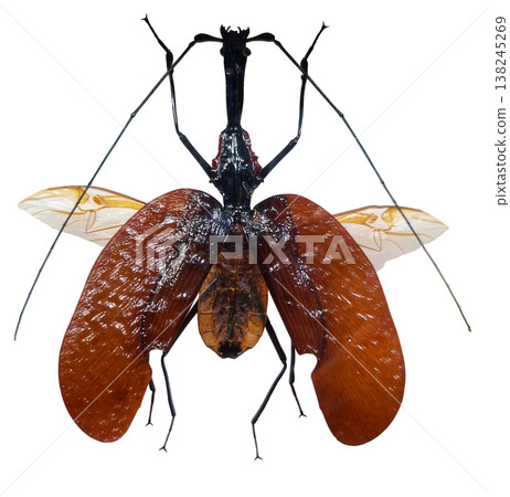 A violin beetle Mormolyce phyllodes is shown against a plain background. The beetle's body is clearly visible, highlighting its wings and body shape for scientific observation. A violin beetle Mormolyce phyllodes is shown against a plain background. The beetle's body is clearly visible, highlighting its wings and body shape for scientific observation. 138245269