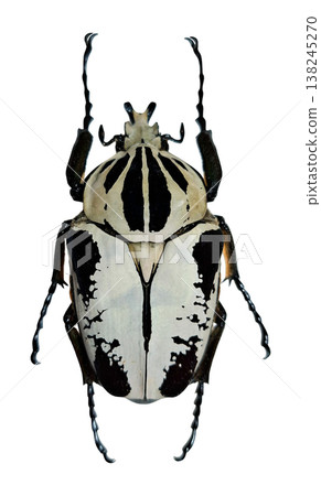 A white goliath beetle shows clear features. It is isolated against a white background. The beetle has distinctive black markings. Its body is shaped and positioned clearly. A white goliath beetle shows clear features. It is isolated against a white background. The beetle has distinctive black markings. Its body is shaped and positioned clearly. 138245270