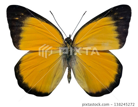 Yellow butterfly Delias aruna is isolated in the image with wings fully spread. The butterfly rests on a flat surface, showcasing its vibrant colors and patterns in daylight. Yellow butterfly Delias aruna is isolated in the image with wings fully spread. The butterfly rests on a flat surface, showcasing its vibrant colors and patterns in daylight. 138245272