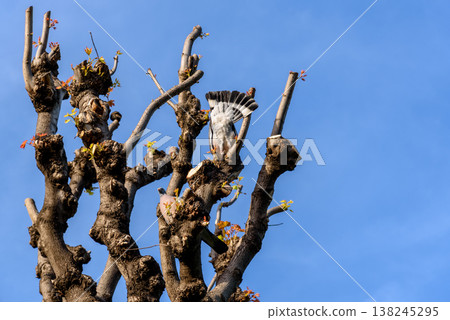 Pruned tree branches with bird against blue sky Pruned tree branches with bird against blue sky 138245295