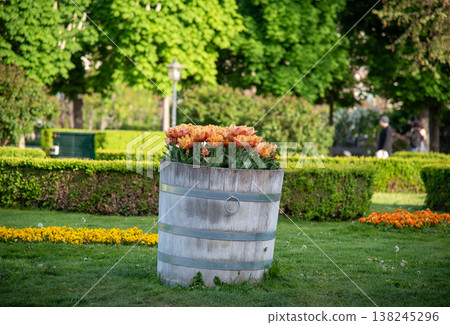 Orange tulips in wooden barrel planter in sunny park Orange tulips in wooden barrel planter in sunny park 138245296