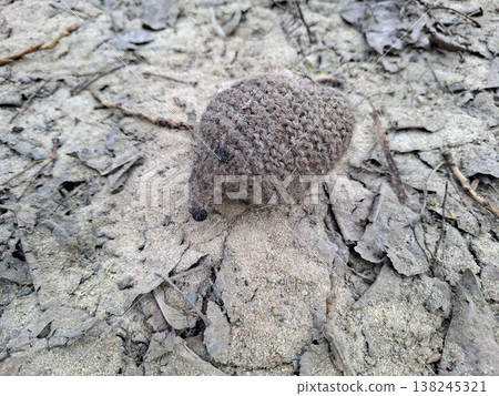 A knitted toy hedgehog is on the ground surrounded by dirt and dried leaves. It appears left behind in an empty space where it might have once been loved. A knitted toy hedgehog is on the ground surrounded by dirt and dried leaves. It appears left behind in an empty space where it might have once been loved. 138245321