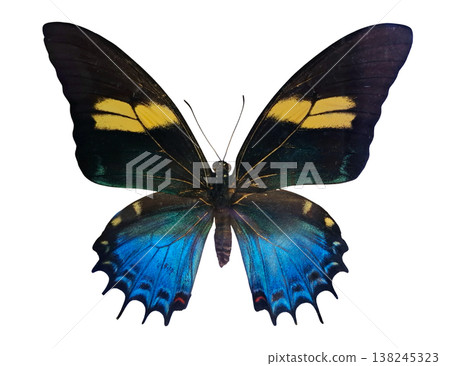 A blue yellow butterfly of the species Papilio aristeus is isolated on a white background. The butterfly is displayed with its wings open, showing its distinctive patterns and colors. A blue yellow butterfly of the species Papilio aristeus is isolated on a white background. The butterfly is displayed with its wings open, showing its distinctive patterns and colors. 138245323