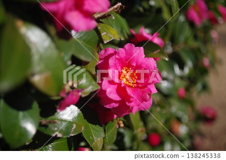 深粉紅色的山茶花 138245338