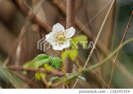 White wild strawberry flowers blooming in the spring fields and mountains White wild strawberry flowers blooming in the spring fields and mountains 138245354