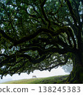 Twisted trees in the fog in Fanal Forest on the Portuguese island of Madeira. Huge, moss-covered trees create a dramatic, scared landscape 138245383