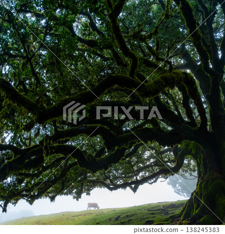 Twisted trees in the fog in Fanal Forest on the Portuguese island of Madeira. Huge, moss-covered trees create a dramatic, scared landscape 138245383