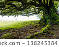 A large, sprawling tree stands in the mystical Fanal forest of Madeira, surrounded by fog. Its branches stretch out widely, evoking a magical feeling in the serene landscape. 138245384