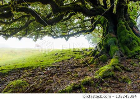 A large, sprawling tree stands in the mystical Fanal forest of Madeira, surrounded by fog. Its branches stretch out widely, evoking a magical feeling in the serene landscape. A large, sprawling tree stands in the mystical Fanal forest of Madeira, surrounded by fog. Its branches stretch out widely, evoking a magical feeling in the serene landscape. 138245384