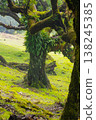 Twisted trees in the fog in Fanal Forest on the Portuguese island of Madeira. Huge, moss-covered trees create a dramatic, scared landscape 138245385