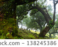 A large, sprawling tree stands in the mystical Fanal forest of Madeira, surrounded by fog. Its branches stretch out widely, evoking a magical feeling in the serene landscape. 138245386