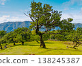 A large, sprawling tree stands in the mystical Fanal forest of Madeira, surrounded by fog. Its branches stretch out widely, evoking a magical feeling in the serene landscape. 138245387