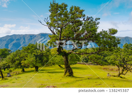 A large, sprawling tree stands in the mystical Fanal forest of Madeira, surrounded by fog. Its branches stretch out widely, evoking a magical feeling in the serene landscape. A large, sprawling tree stands in the mystical Fanal forest of Madeira, surrounded by fog. Its branches stretch out widely, evoking a magical feeling in the serene landscape. 138245387