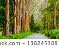 Eucalyptus trees line a quiet, picturesque road on Madeira Island, Portugal. The road is enveloped by lush greenery, offering a serene escape into nature's beauty and tranquility 138245388