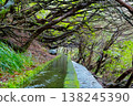 Enchanting Madeira levada surrounded by lush forest trees, showing sunlight filtering through foliage. The narrow water channel and stone path add to the tranquil atmosphere 138245390