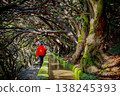 Tourist on Levada do Norte on the Portuguese island of Madeira. Levada irrigation canal. Hiking in Madeira. Narrow path next to the levada. Green mountains and ocean in background. 138245393