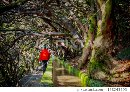 Tourist on Levada do Norte on the Portuguese island of Madeira. Levada irrigation canal. Hiking in Madeira. Narrow path next to the levada. Green mountains and ocean in background. 138245393