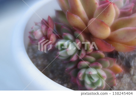 Succulent plants that produce small offshoots Succulent plants that produce small offshoots 138245404