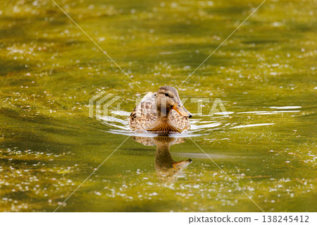 Duck gliding gracefully through a shimmering green pond during a sunny afternoon in nature 138245412