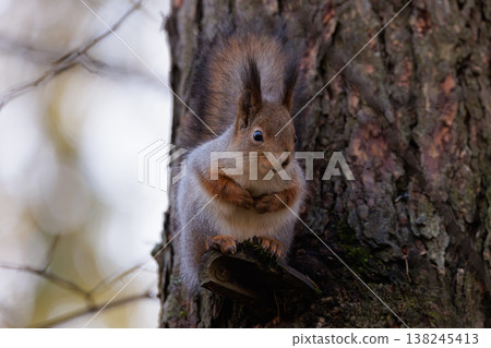 Squirrel perched on a tree branch, surrounded by autumn leaves in a serene forest setting at dawn Squirrel perched on a tree branch, surrounded by autumn leaves in a serene forest setting at dawn 138245413