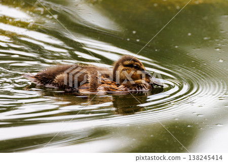 Young duckling gliding peacefully on a calm pond amid gentle ripples and reflections of nature Young duckling gliding peacefully on a calm pond amid gentle ripples and reflections of nature 138245414