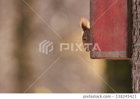 Curious squirrel peeks from wooden feeder in tranquil forest at golden hour Curious squirrel peeks from wooden feeder in tranquil forest at golden hour 138245421
