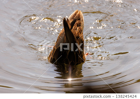Duck diving in a serene pond during a sunny afternoon, creating ripples and splashes in the calm water Duck diving in a serene pond during a sunny afternoon, creating ripples and splashes in the calm water 138245424