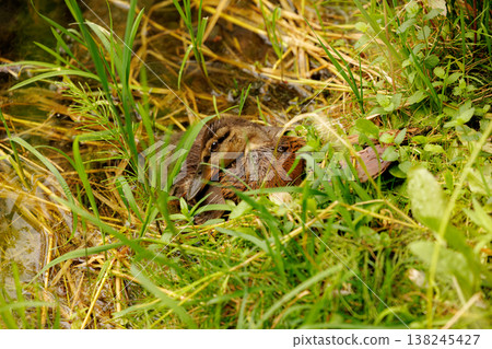 Nestled among the green grass, a duckling rests peacefully near a shimmering stream Nestled among the green grass, a duckling rests peacefully near a shimmering stream 138245427