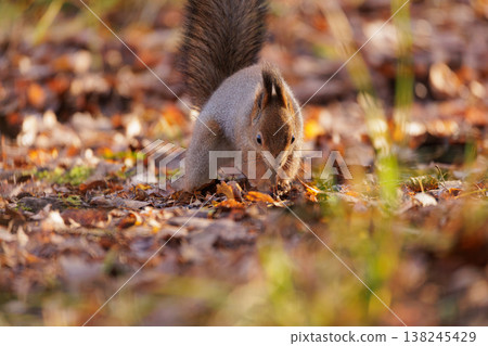 Squirrel forages among fallen leaves in a colorful autumn forest Squirrel forages among fallen leaves in a colorful autumn forest 138245429