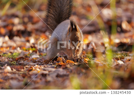Squirrel foraging among colorful autumn leaves in a serene woodland setting Squirrel foraging among colorful autumn leaves in a serene woodland setting 138245430