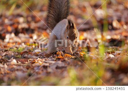 Squirrel foraging for acorns among colorful autumn leaves in a serene forest setting Squirrel foraging for acorns among colorful autumn leaves in a serene forest setting 138245431