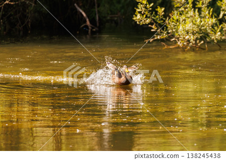 Enjoying a splash, a duck takes a lively dive into the tranquil river waters at midday Enjoying a splash, a duck takes a lively dive into the tranquil river waters at midday 138245438