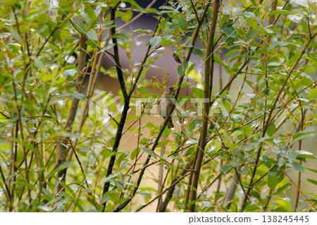 Charming bird resting among lush green branches near a tranquil waterway in the soft light of a sunny afternoon Charming bird resting among lush green branches near a tranquil waterway in the soft light of a sunny afternoon 138245445