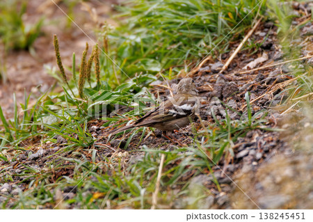 Colorful bird foraging among the grass in a peaceful natural setting Colorful bird foraging among the grass in a peaceful natural setting 138245451