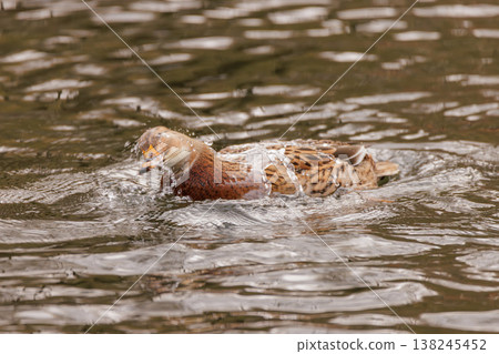 Colorful duck splashes joyfully in the tranquil waters of a peaceful lake at sunset Colorful duck splashes joyfully in the tranquil waters of a peaceful lake at sunset 138245452