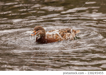 Swimming mallard splashes joyfully in a tranquil pond during a sunny afternoon Swimming mallard splashes joyfully in a tranquil pond during a sunny afternoon 138245455
