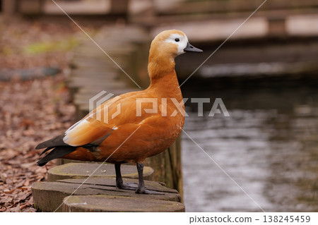 Elegant orange duck standing near a serene pond surrounded by fallen leaves in a tranquil setting Elegant orange duck standing near a serene pond surrounded by fallen leaves in a tranquil setting 138245459