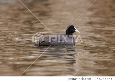 Black waterbird gliding gracefully in tranquil lake waters during a calm afternoon 138245463