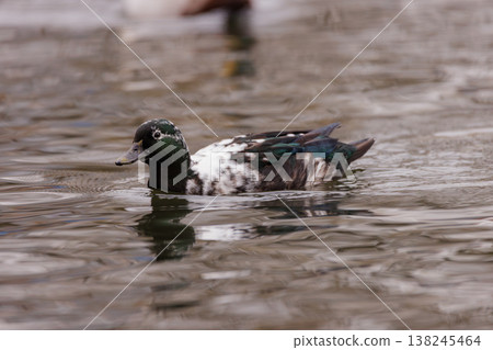 Colorful duck gliding gracefully across a shimmering pond on a calm afternoon 138245464