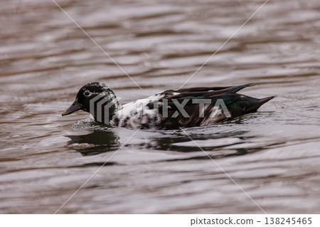 Majestic duck gliding gracefully through calm waters at sunset near a serene pond Majestic duck gliding gracefully through calm waters at sunset near a serene pond 138245465