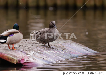 Ducks resting on a colorful platform by the tranquil water in a serene natural setting during afternoon light Ducks resting on a colorful platform by the tranquil water in a serene natural setting during afternoon light 138245473