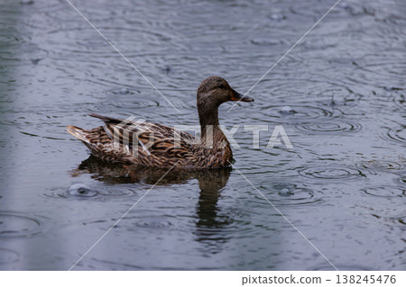 Ducks gracefully gliding on rippling water during a rainy afternoon in a serene park setting 138245476