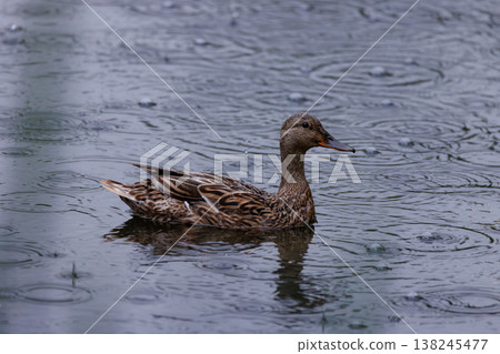 Duck gliding gracefully through rain-soaked pond under cloudy sky 138245477